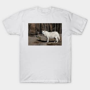 Arctic Wolf T-Shirt